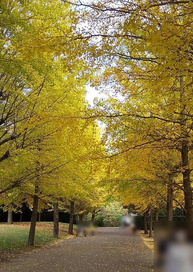 御殿辺公園まで856m、広々とした敷地に芝生が広がる、いちょう並木で有名な公園。向かいにショッピングモールもあり、お買い物も便利です。