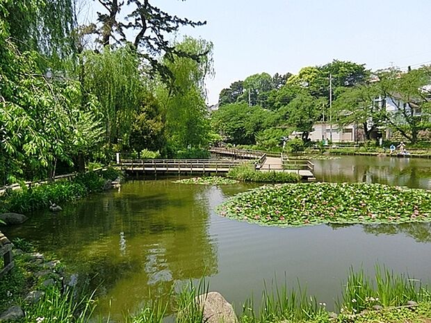 白幡池公園まで1284m、公園のシンボル白幡池の上を渡るように設計された遊歩道があり、翠の水辺の潤いを感じることのできる都市のオアシス的存在です