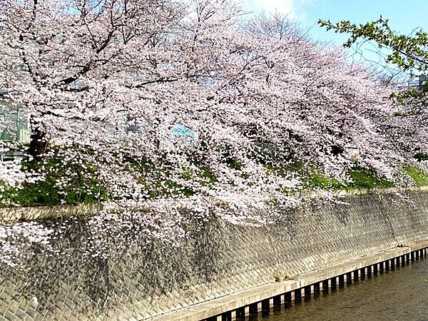 引地川の桜(湘南台高校付近)まで420m、春には桜並木が楽しめます。