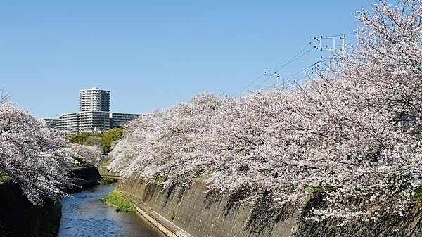 引地川沿い　桜並木まで786m、春には引地川沿いに桜が満開に咲きます。