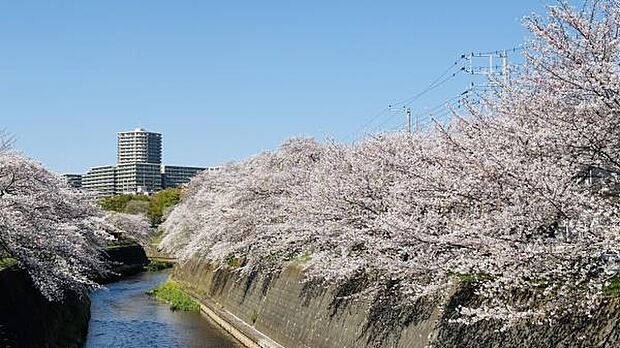引地川沿い 桜並木まで786m、春には引地川沿いに桜が満開に咲きます。