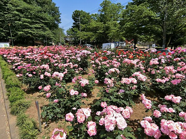 与野公園まで約1100m