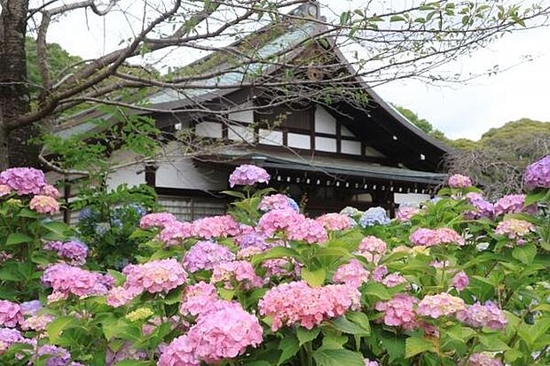 本土寺(あじさい寺)まで906m