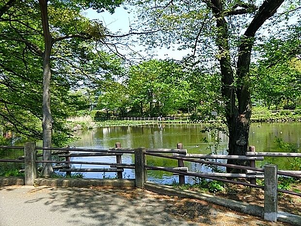 菊名池公園まで820m、妙蓮寺駅徒歩5分。蓮の浮いた大きな池、広場、そして夏季にはプールもオープンします。ブランコ・すべり台などもあります。
