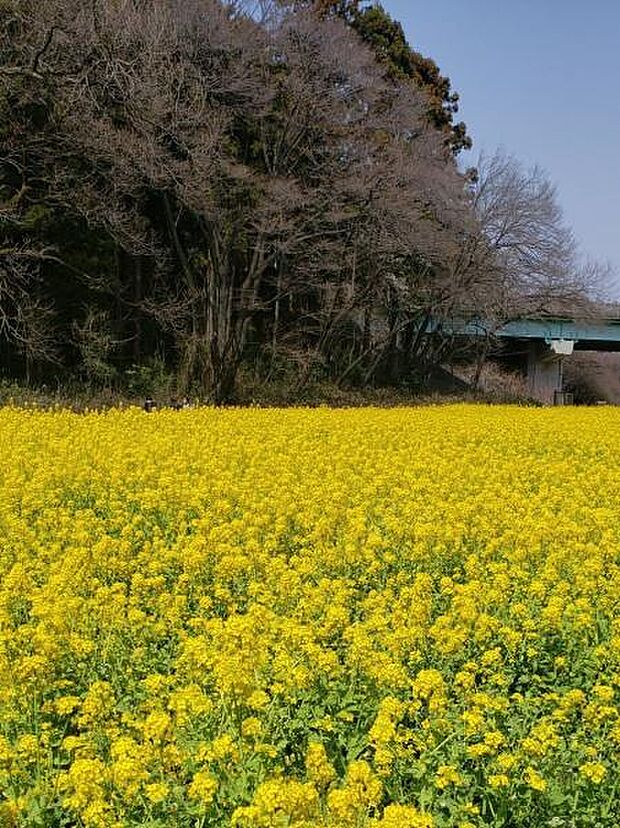 追分市民の森まで1082m、自然豊かな森林です。田園風景と樹林が一体となり、四季折々の自然を感じることができます。