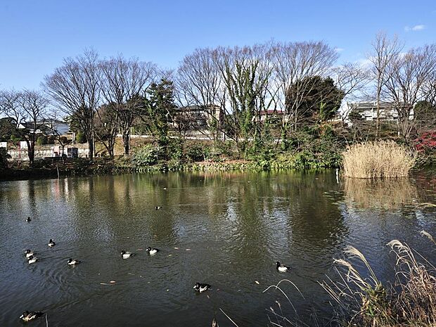 菊名池公園　1000m　地域の住民の憩いの場。池、広場、プールなどがあります。 