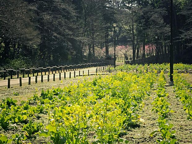 横浜市児童遊園地　600m　子供も大人も楽しめる公園。木々が多く、梅林や竹林などもあり、散歩をするには最適です。 