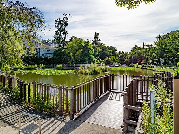 白幡池公園　170m　公園のシンボル白幡池。翠の水辺の潤いを感じることのできる都市のオアシス的存在です。 