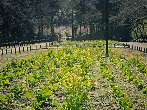 横浜市児童遊園地 1000m 子供も大人も楽しめる公園。木々が多く、梅林や竹林などもあり、散歩をするには最適です。