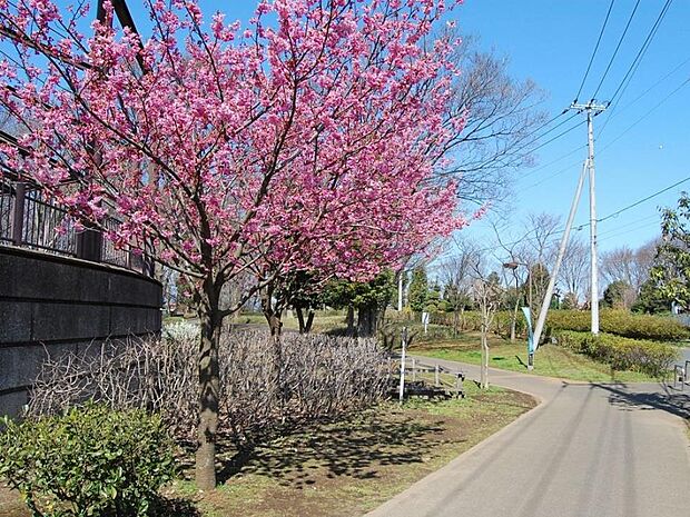 中田中央公園 700m 園内に川が流れ、四季折々の彩を感じる公園です。遊歩道はワンちゃんと一緒にお散歩もできます。