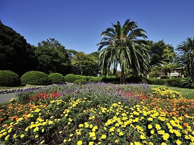 久良岐公園　42m　港南区と磯子区にまたがる都市公園。昔使われていた電車が展示、設置してあるので鉄道好きにもお勧め。 