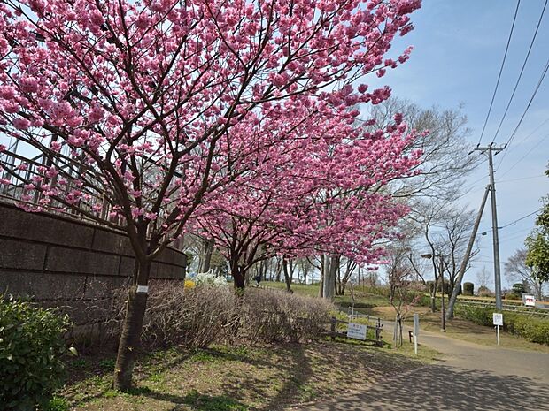 中田中央公園　300m　園内に川が流れ、四季折々の彩を感じる公園です。遊歩道はワンちゃんと一緒にお散歩もできます。 