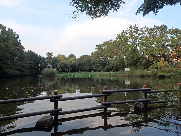 菊名池公園 800m 地域の住民の憩いの場。池、広場、プールなどがあり、夏の暑い日にはプールから元気な声が聞こえてきます。