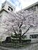 周辺：寝屋川市立第八中学校まで1134m