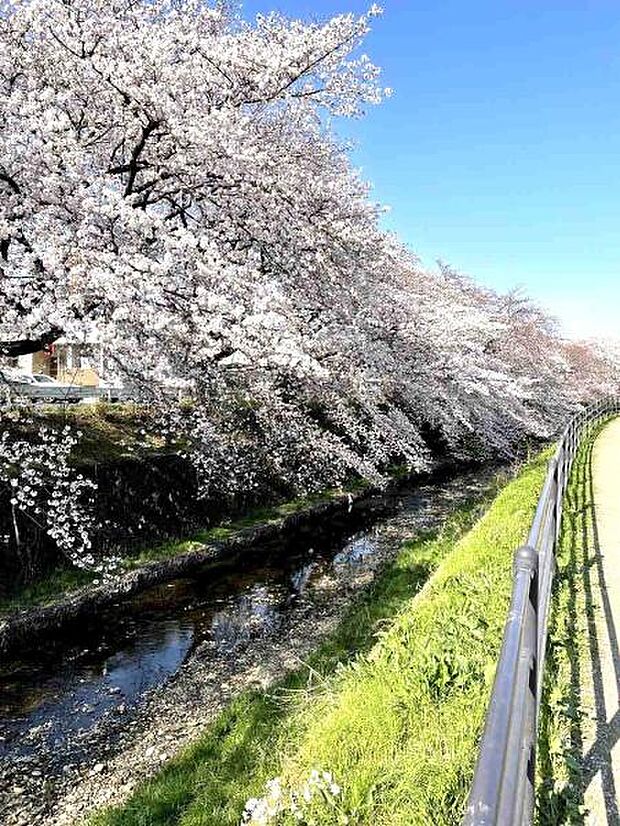 川に流れる桜吹雪も風流です。