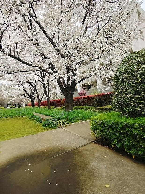 春には共用部の桜がキレイに咲きます。建物のモデルハウスのご見学予約もスタートしました。当日のご見学予約も大歓迎ですので、お気軽にお問合せください。 