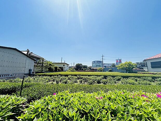 家のすぐ横に広がる茶畑の緑。