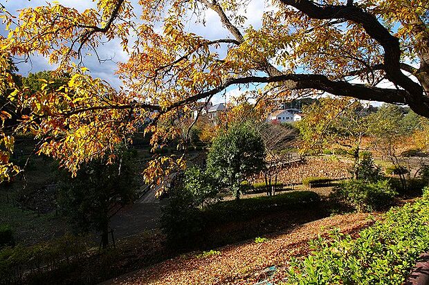 薬師池公園 距離約350m