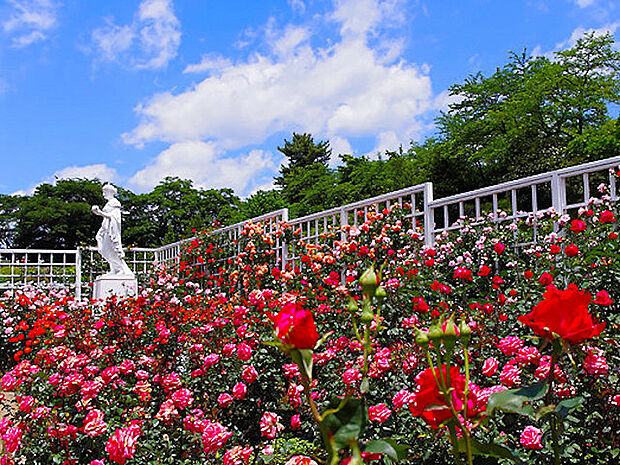 生田緑地ばら苑 距離約550m