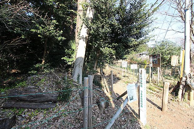 中央林間自然の森　距離約550m