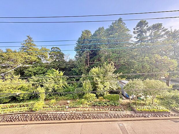 森に囲まれた緑豊かな物件の敷地外観です