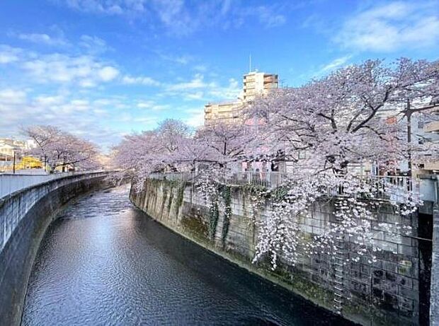 春には神田川沿いの桜が楽しめます☆