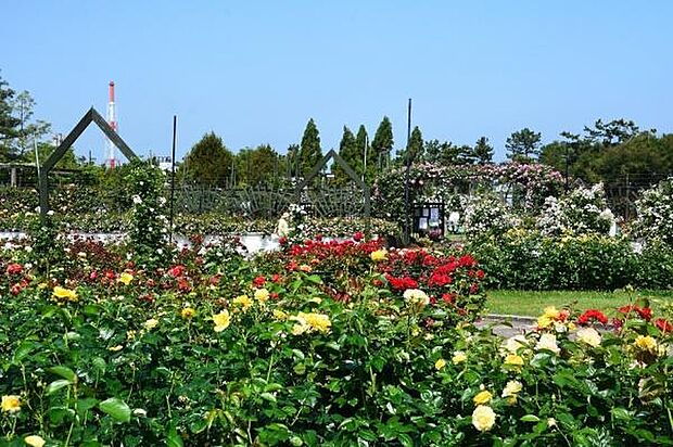 浜寺公園まで1100m