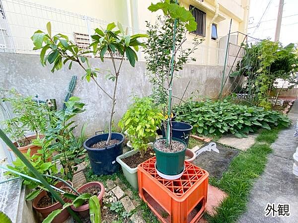 家庭菜園を始めてみても