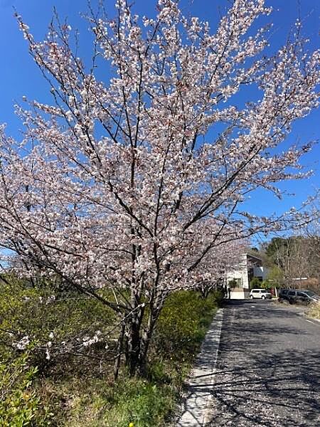 桜の時期はとても奇麗です