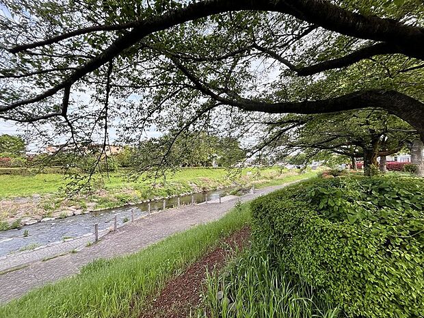 柳瀬川沿いの遊歩道 周辺は緑も多く、のびのび暮らせます。(50m)