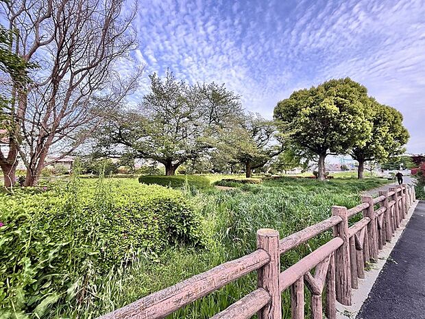 柳瀬川沿いの遊歩道(50m)