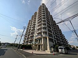 コットンアイランドアルテ
