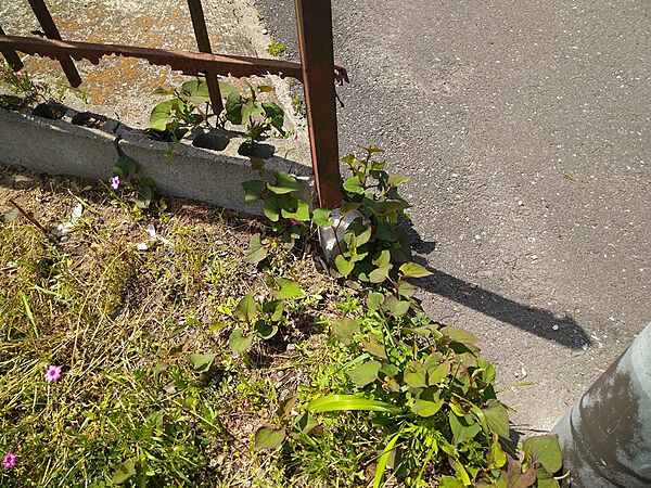 その他画像