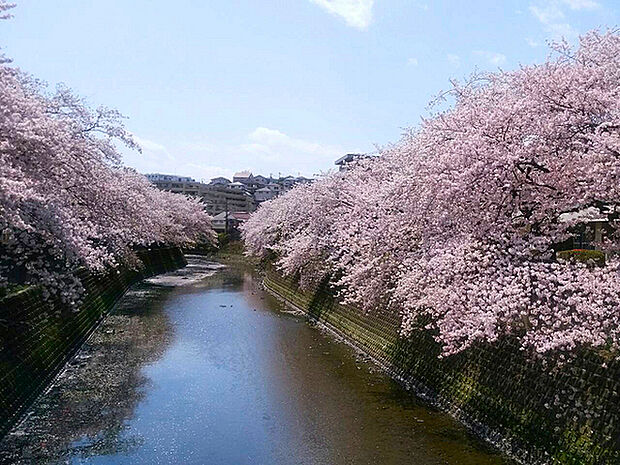 大岡川（大井橋から）まで953m、大岡川沿いは桜並木になっていて花見の名所として知られています