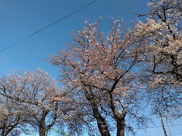 春は桜♪
