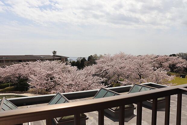 バルコニーからの眺望。まるで桜の海のようです。