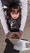 栗拾い無料