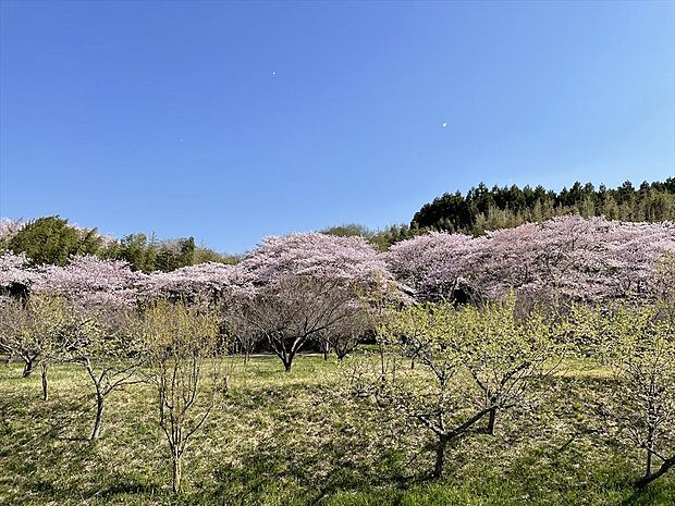 ひらひら舞う梅や桜の景色を書斎で満喫 リノベ家 森の里８８ 3ldkの中古一戸建て情報 スマイティ 物件番号 8