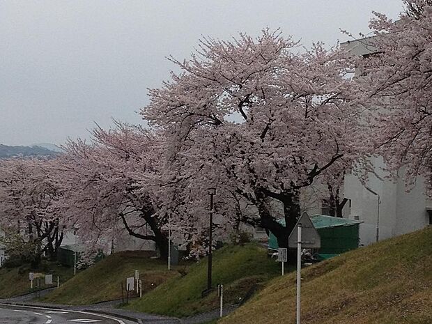 春には桜並木がきれいです