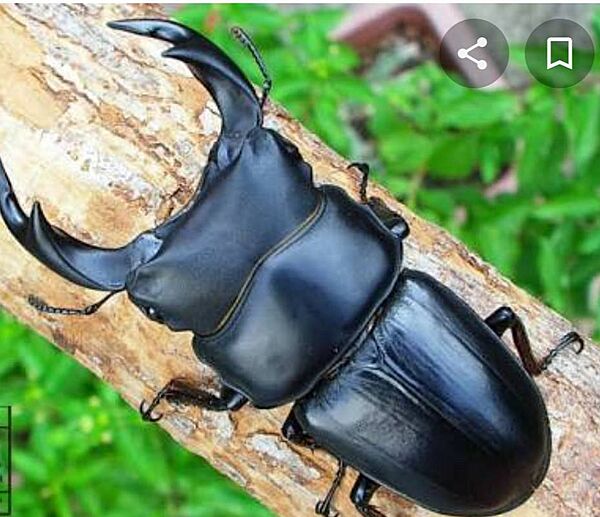 キャプ内にカブト虫・クワガタが飛んできます。