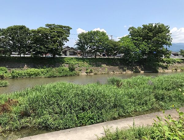 芹川の桜がきれいです
