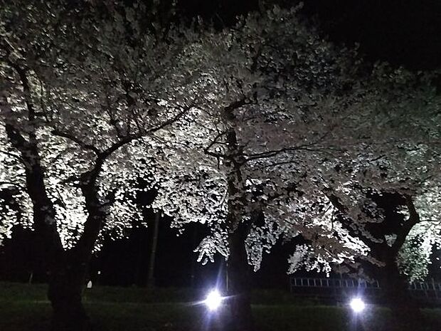 夜桜も綺麗に見られます！