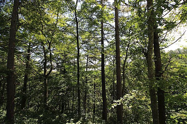 適度に木立を伐採してバランスよく建築を。