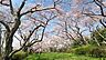 周辺：■宮城公園まで584m徒歩約8分