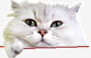 小型犬もしくは、猫2匹まで飼育可能（ペット条件あり、詳しくはスタッフまでお問い合わせください