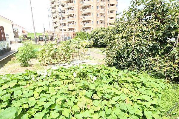 広々とした畑で、夏はひまわり畑！秋はコスモス畑！！　と、お花畑にもできそうな広さがございます！！
