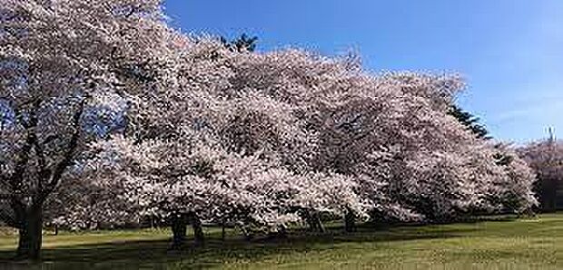 野川公園まで約3000m