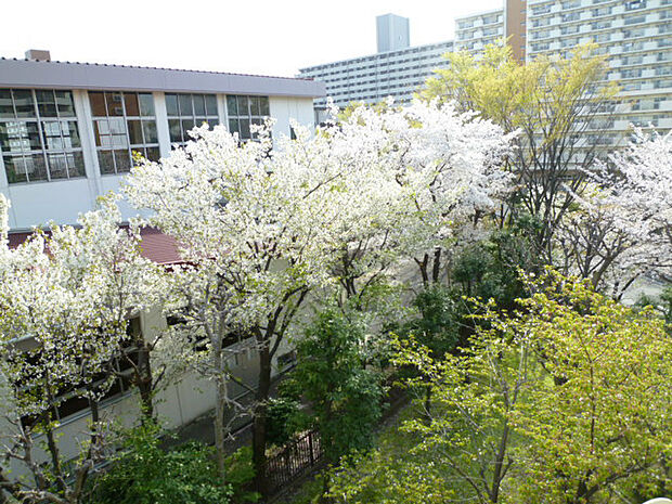 バルコニーからの眺望です。桜の時期は窓から桜がたくさん見えて迫力があります。