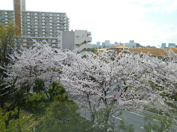 バルコニーからの眺望です。桜の時期は窓から桜がたくさん見えて迫力があります。