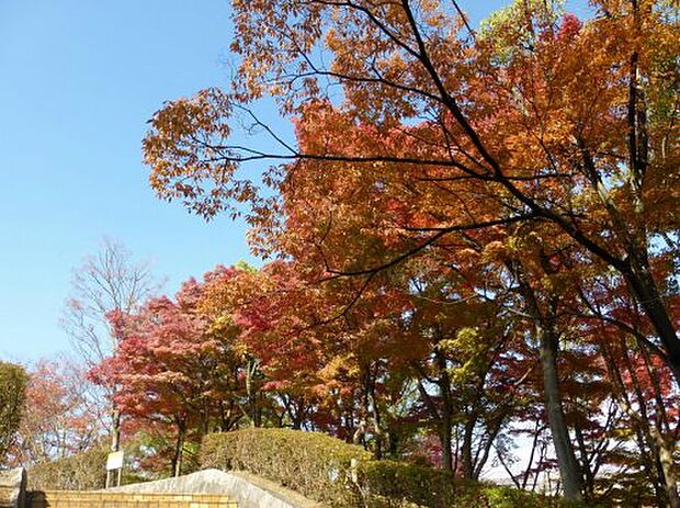 【公園】金剛東中央公園まで1135ｍ